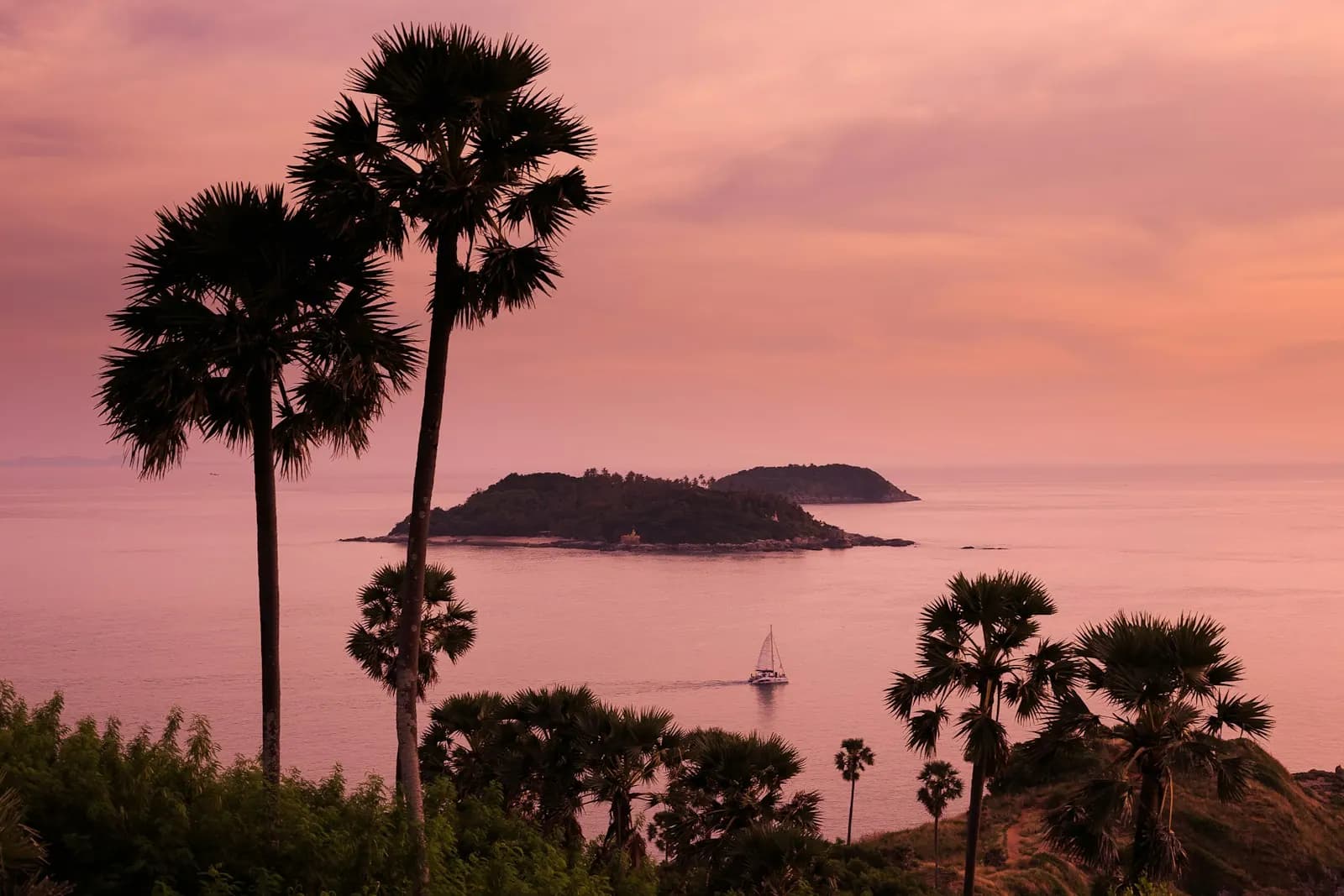 Sugar palms silhouetted against a pink sunset above the sea